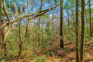 SOLD | 5 ACRES | JACKSON COUNTY | VANCLEAVE | MISSISSIPPI | $35,000 | SECURE TODAY...