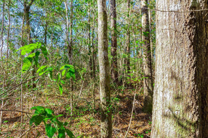 SOLD | 5 ACRES | JACKSON COUNTY | VANCLEAVE | MISSISSIPPI | $35,000 | SECURE TODAY...